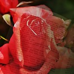 Sant Jordi, day of the book and the rose